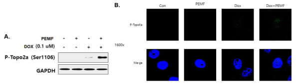 DOX 단독처리군에 비해 PEMF 병용처리 시 Topoisomerase Ⅱ의 인산화가 더욱 증가함을 보여주는 결과