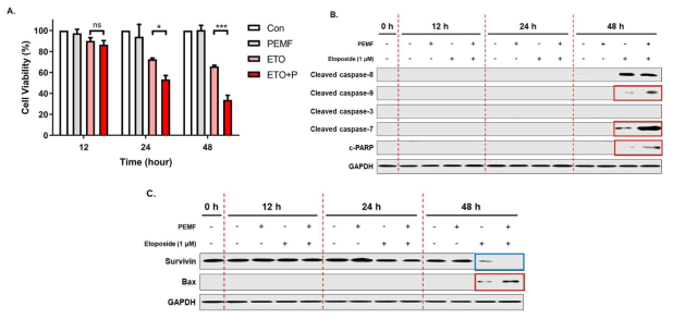 MCF-7 세포에서 etoposide(ETO) 단독처리 군에 비해 PEMF 병용처리 시 자가세포사 더욱 증가함을 보여주는 결과