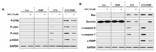ROS 억제제(NAC) 처리 시, ETO와 PEMF 병용처리 시너지 효과의 변화를 보여주는 결과
