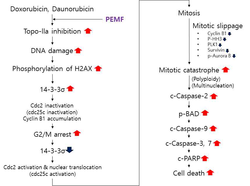 Doxorubicin 및 Daunorubicin에 PEMF 병용처리 시 나타나는 분자세포기전