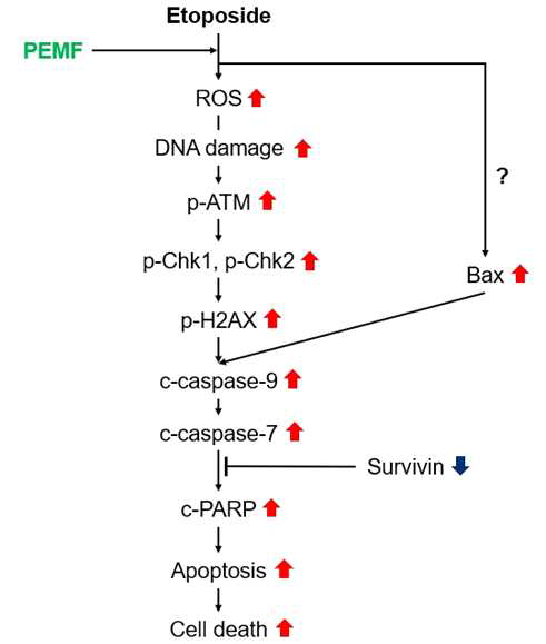 Etoposide에 PEMF 병용처리 시 나타나는 분자세포기전