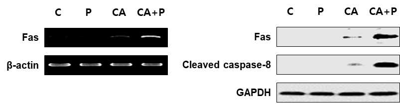 CAPE와 PEMF 병용처리 시 외인적 자가세포사 유발 단백질의 발현 변화를 보여주는 결과