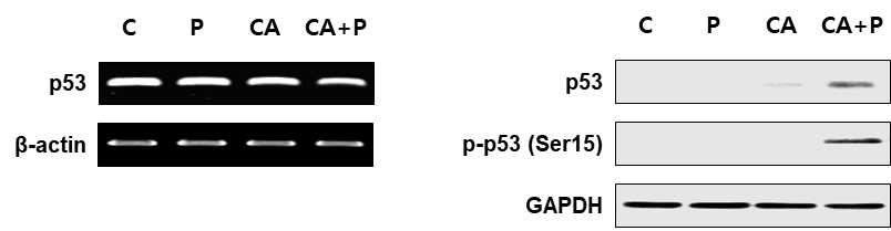 CAPE와 PEMF 병용처리 시 자가세포사 유발 단백질의 상위 단백질(p53) 발현 변화를 보여주는 결과