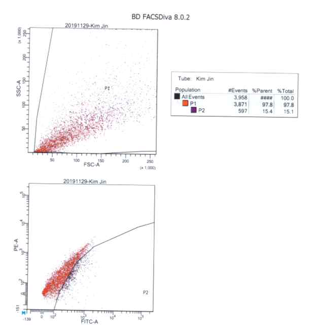 FACS data for lung cancer (TTF-1 marker, 1:50). 전체의 15.1%(P2 fraction)이 암세포임