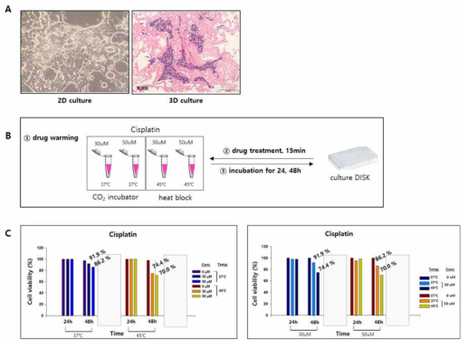 Sqcc 환자유래 종양세포에서 cisplatin 항암효능평가