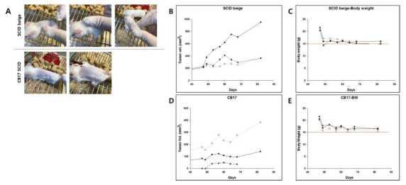 SCID beige (B,C)와 SCID/CB17 (D, E)에서 환자유래종양조직 이식 42일 후 확인된 종양 (A)과 종양형성능 (B~E) 평가