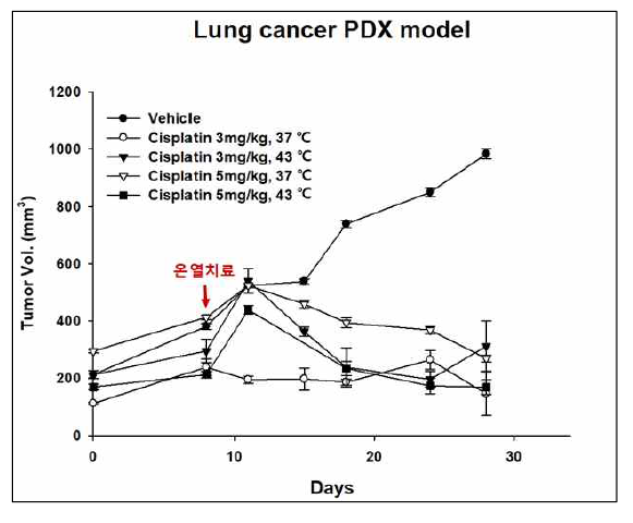 폐선암 환자유래 종양조직 이식 동물모델에서 cisplatin의 온열화학요법에 대한 항암효능