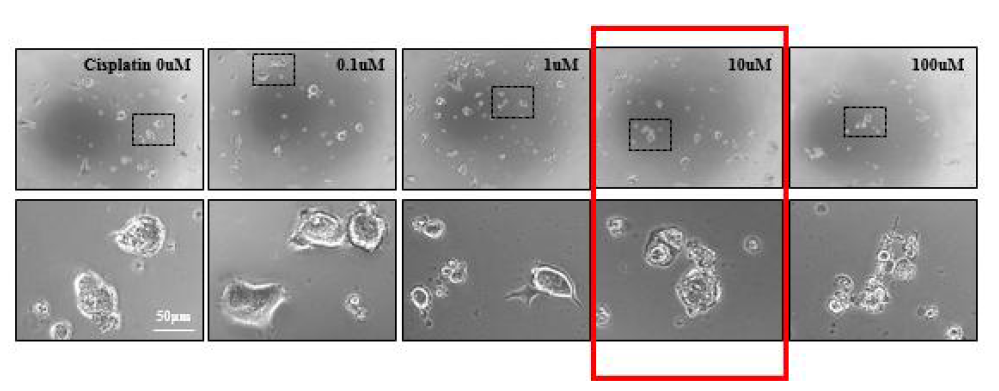 cisplatin 처리 24시간 후 NCI-H2170 세포주의 형태 변화, 붉은색상자는 50%사망한 농도를 의미