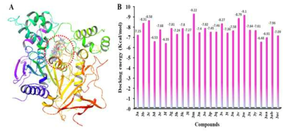 Docking complexes of compounds 3a-3h, 3k-3q and 3s-3ac with target protein (A) and their docking energy values (B)