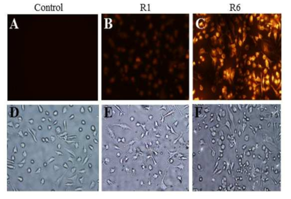 Fluorescence cell imaging of control (without treatment, A), R1(probe 1,B), R6 (probe 2,C) and bright field (D, E, F) images of living MDA-MB-231 cells incubated without or with 5 mM of probe samples (probe 1, probe 2) for 2 hours. Cells were exposed to green light for fluorescence imaging