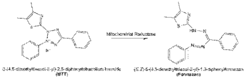 MTT formazan 형성과정
