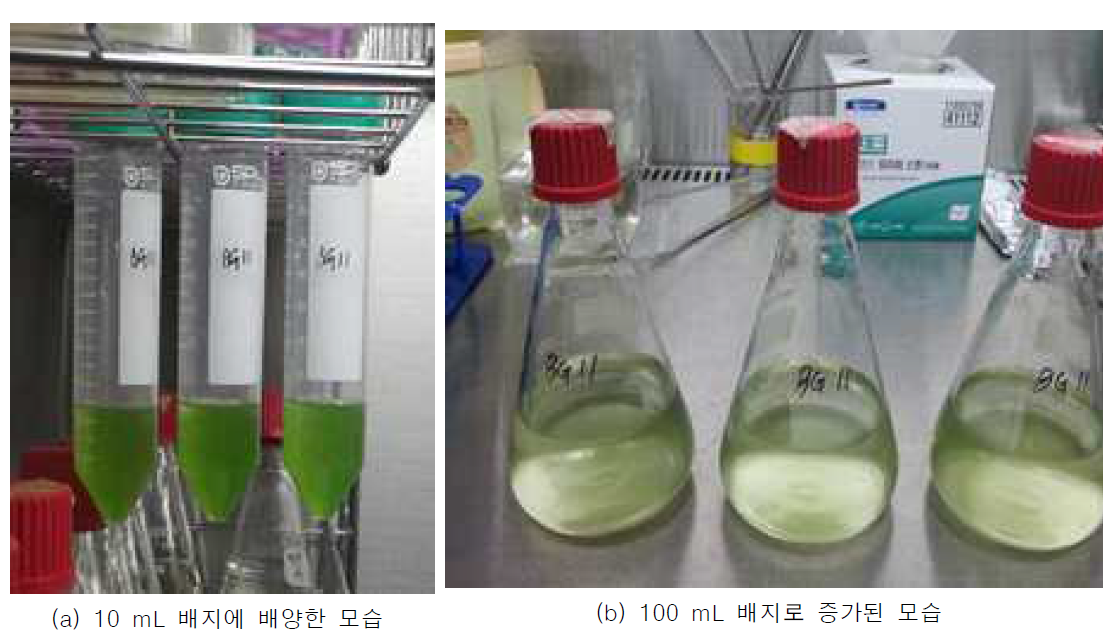 BG-11 배지를 이용하여 Chlorella vulgaris 배양 초기과정