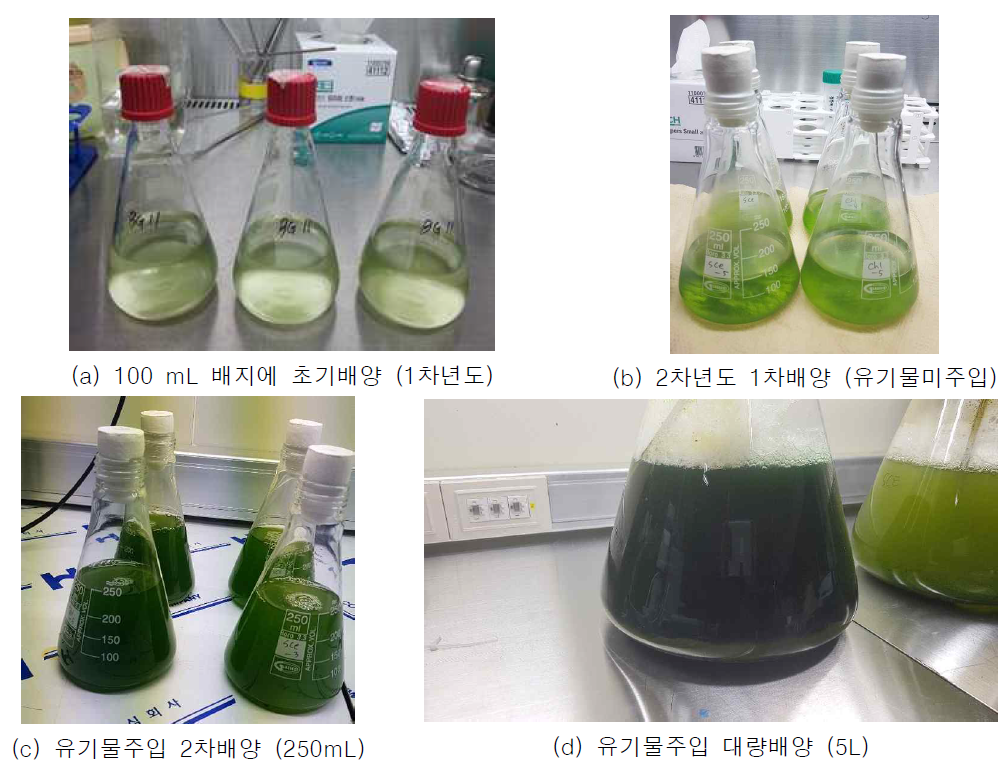 초기배양부터 대량배양까지 사진