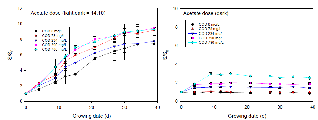 Acetate 주입에 따른 명:암 (14:10) 조건 (좌)과 암 조건(우)에서의 성장된 조류비율