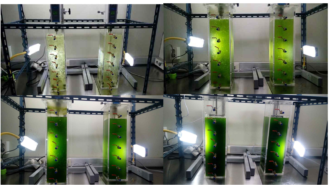 글루코즈 주입에 따른 배양되는 조류의 모습: (좌상) 0일, (우상) 7일, (좌하) 14일, (우하) 21일