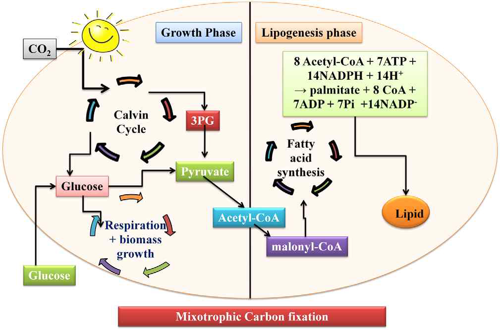 mixotrophic 조류의 물질대사과정