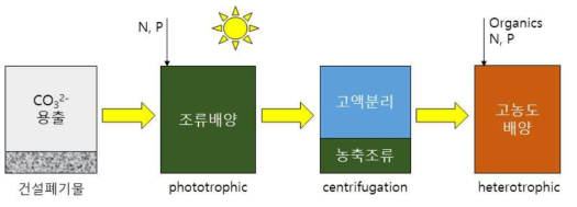 고농도 조류 배양 순서