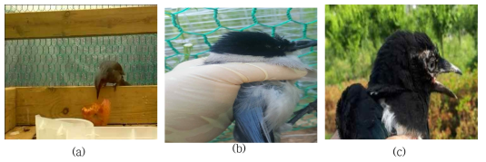 포획된 유해조류 3종 (a) 직박구리, (b) 박새, (c) 까치