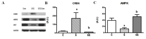 8주 트레드밀 운동 후 제 1형 당뇨유발 모델 골격근에서 CRBN과 AMPK 발현량을 확인 비교