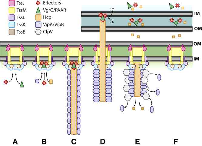 T6SS의 구조 및 작용기작. (A-C) 확장기(Extended state): T6SS 복합체 및 주입체의 구성 소단위인 Hcp, VgrG/PAAR 등이 구조물을 형성함. (D) 수축기(Contraction): Hcp, VgrG/PAAR로 형성된 주입체가 외부자극에 의해 발사(Firing)되어 목표 숙주 세포 또는 세균에 침투함. (E-F) 분해기(Disassembly): 주입체를 통한 독성효과기인자(effector) 주입 후, VipA/VipB(보라색) 구조물은 ClpV(회색 육각형)에 의해 분해되고 재활용됨