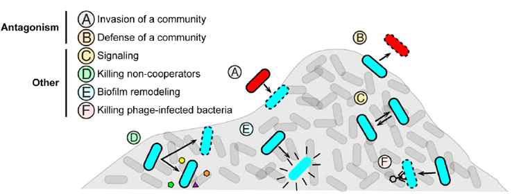 세균 T6SS의 역할. (A-B) 균간 길항작용. 공동체 외 균에 대해 T6SS를 통한 보호 또는 침투가 일어남. (C-F) 공동체 내 상호작용. 동일 미생물 공동체 내에서 T6SS를 통한 신호전달, 비협조 개체 억제, 생물막 형성 및 박테리오파지 감염 개체 격리 등을 수행함