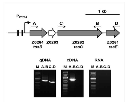 제6형분비계 복합체 유전자군 방향으로의 전사 구조 분석. 분기형 프로모터부터 시작되는 전사는 Z0264에서 Z0262 (TssB, TssC) 까지이며, 다른 유전자군은 다른 프로모터를 통해 전사될 것으로 예측됨