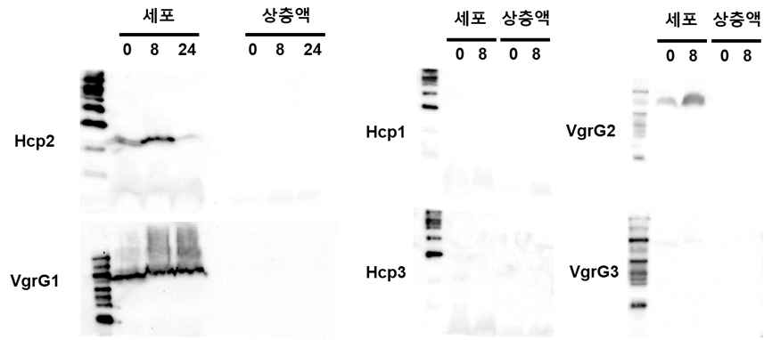 제6형분비계 효과기 인자 Hcp 및 VgrG 발현 및 분비 양상 분석. 장출혈성대장균 O157:H7 내 제6형분비계 효과기 인자에 대한 웨스턴블로팅 결과. 각 인자의 C말단에 히스티딘 육합체를 연결하여 이에 대한 항체로 확인. 각 인자는 pQE30 발현 벡터에 삽입되어 IPTG에 의해 발현이 유도됨. 상위 숫자는 샘플 채취 시간 (h)를 나타냄