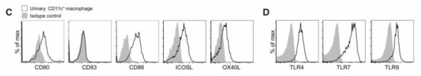 소변 CD11c+ 대식세포의 면역학적 표현형