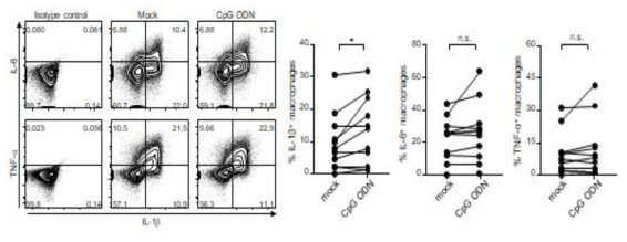 소변 CD11c+ 대식세포의 염증성 사이토카인 분비 (좌: 대표 dot plot, 우: 통계분석)