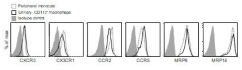 소변 CD11c+ 대식세포의 케모카인 수용체 발현