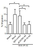 소변 CD11c+ 대식세포의 migration assay