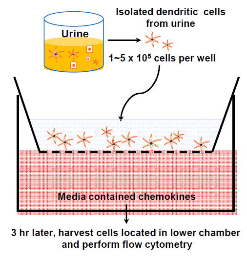 In vitro migration assay