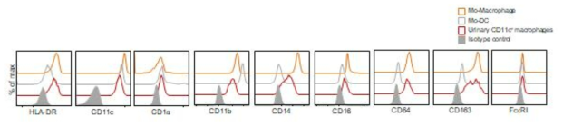 소변 CD11c+ 대식세포의 표현형