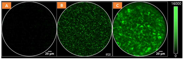향상된 형광 성능을 가진 박테리아의 활용. (A) 증류수, (B) 기존 GFP 박테리아 (C) 형광 성능을 향상시킨 박테리아. 상대적으로 더욱 밝은 형광 박테리아를 만들어서 치료 및 영상 성능을 높이는데 활용할 수 있었음
