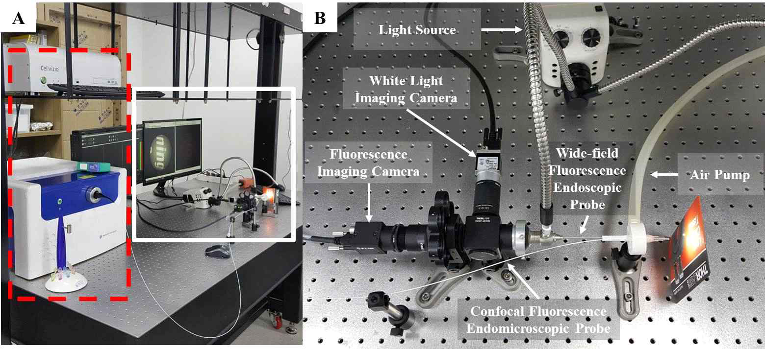 광시야 형광 내시경 및 공초점 형광 내시경을 결합한 시스템의 구축. (A) 결합시스템 사진. 적색 점선으로 표시된 부분이 공초점 형광내시경 시스템이며, 백색 실선으로 표시된 부분이 광시야 형광 내시경 시스템 부분임. (B) 결합된 두 내시경 프로브 부분의 확대 사진. 공초점 형광내시경 시스템의 프로브와 광시야 형광내시경 시스템 프로브를 결합할 수 있는 부품을 3D 모델링 및 프린팅을 이용하여 자체 제작하였음