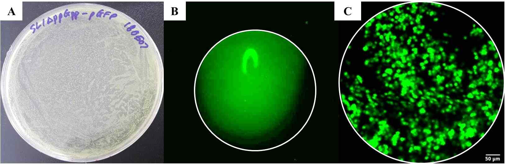 형광 박테리아. (A) Salmonella ΔppGpp GFP 박테리아를 배양한 배지의 사진. Colony가 녹색을 띄고 있음. (B) 광시야 형광내시경 시스템으로 얻은 형광 박테리아를 담은 1 mL EP tube의 형광 영상. (C) 공초점 형광내시경 시스템을 이용하여 획득한 형광박테리아 영상. Multiple small dots들이 잘 관찰됨