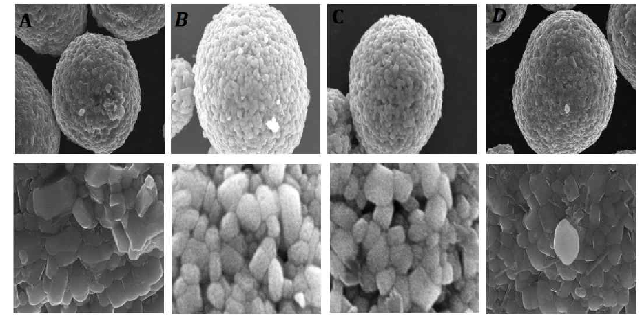 Co 코팅양 변화에 따른 SEM image (a) pristine (b) 0.5 wt.% (c) 1 wt.% (d) 2 wt.%