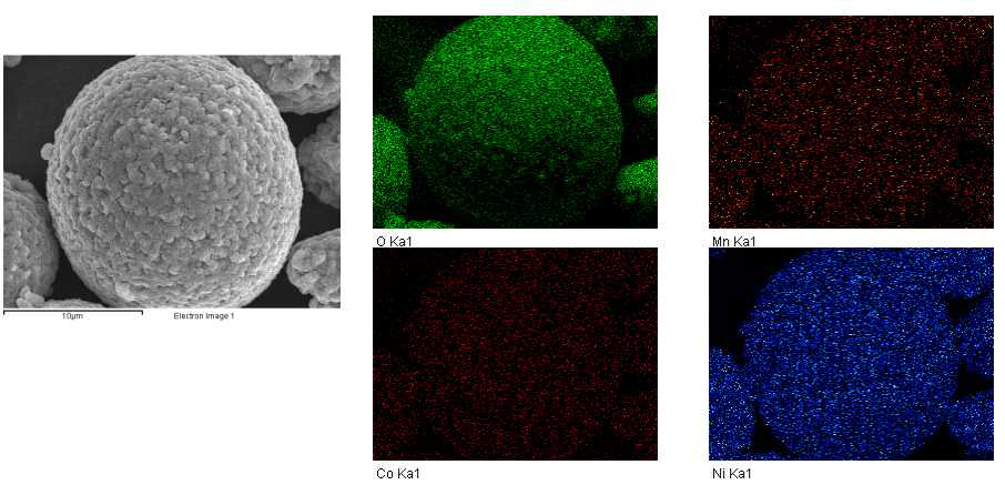 NCM88 소성체 SEM image 및 EDX 분석