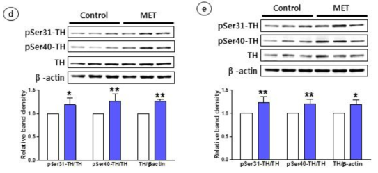 Metformin에 의한 tyrosine hydroxylase의 인산화 증가