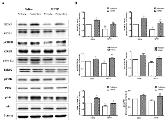 Probiotics에 의한 BDNF/GDNF발현증가와 관련 pathway의 활성화