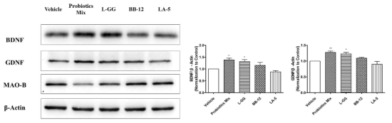 L. rhamonosus에 의한 BDNF/GDNF의 발현 증가