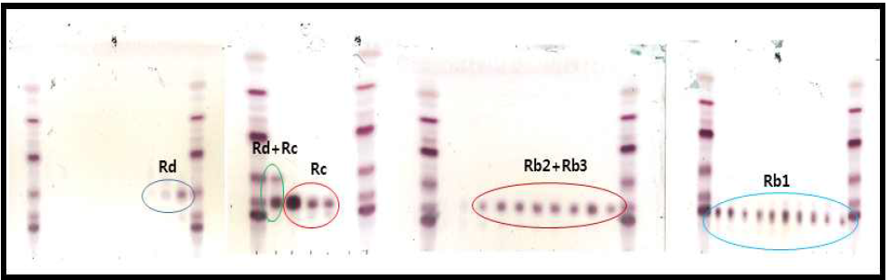 PPD Type 조사포닌 Silica 분리정제 TLC 분석