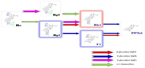 PPT Type ginsenoside 효소 처리 전환도