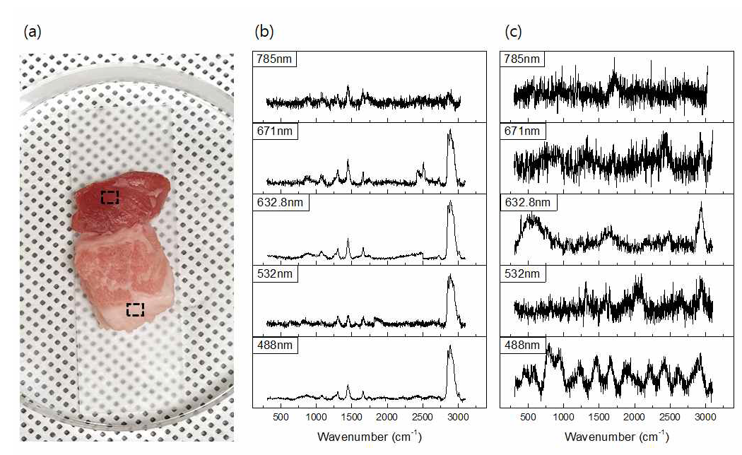 돼지고기 조직의 광학이미지(a)와 붉은 조직(b) 및 흰 조직(c)의 다파장 라만 스펙트럼