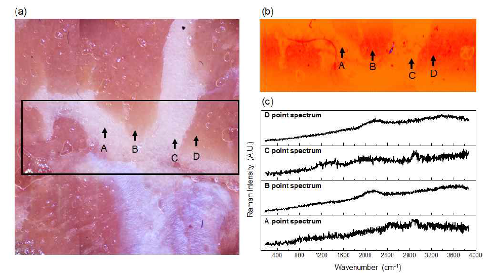 (a)소고기의 광학 현미경이미지와 (b)선형 라만 스캐닝을 이용한 초분광 라만 이미지. (c)초분광 라만 이미지에서 특정 조직(A,C : 지방조직, B,D : 근육조직)에 따른 라만 스펙트럼