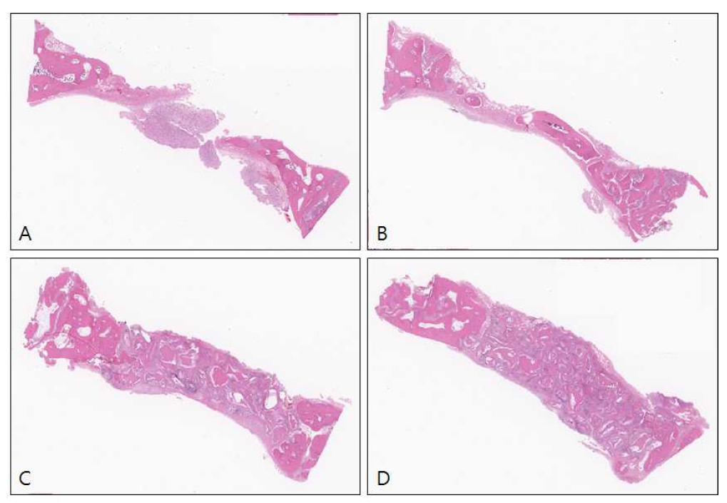 H&E staining. A)S군 B)I군 C)SA군 D)IA군