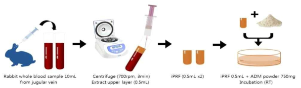 iPRF/ADM powder scaffold 생성 과정. Rabbit blood 10mL를 centrifuge(700rpm, 3min)한 뒤 각각 0.5mL iPRF를 상층부에서 얻어 ADM powder 750mg과 섞어 1시간 incubation