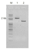 PCR amplification of 5’end of pnp4a gene of Casper-zebrafish. Line 1 and 2 indicate the products amplified using different primer pairs (pnpLA_F1-CaDaOry_pnp2_3_R; pnpLA_F3-CaDaOry_pnp2_3_R)