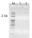 Amplified DNA of 5’end of mpv17 gene including the whole promotor region