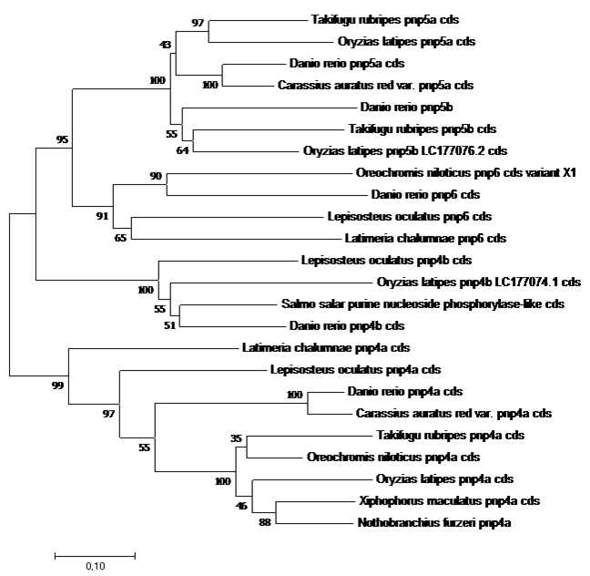 Evolutionary relationships of pnp genes originated from 10 fish species. The phylogenetic tree was inferred using the Neighbor-Joining method. The percentage of replicate trees in which the associated taxa clustered together in the bootstrap test (1000 replicates) are shown next to the branches. The evolutionary distances were computed using the Maximum Composite Likelihood method and are in the units of the number of base substitutions per site. The rate variation among sites was modeled with a gamma distribution (shape parameter = 1). The analysis involved 24 mRNA sequences. All positions containing gaps and missing data were eliminated from the alignment. There were a total of 729 positions in the final dataset. Evolutionary analyses were conducted in MEGA7